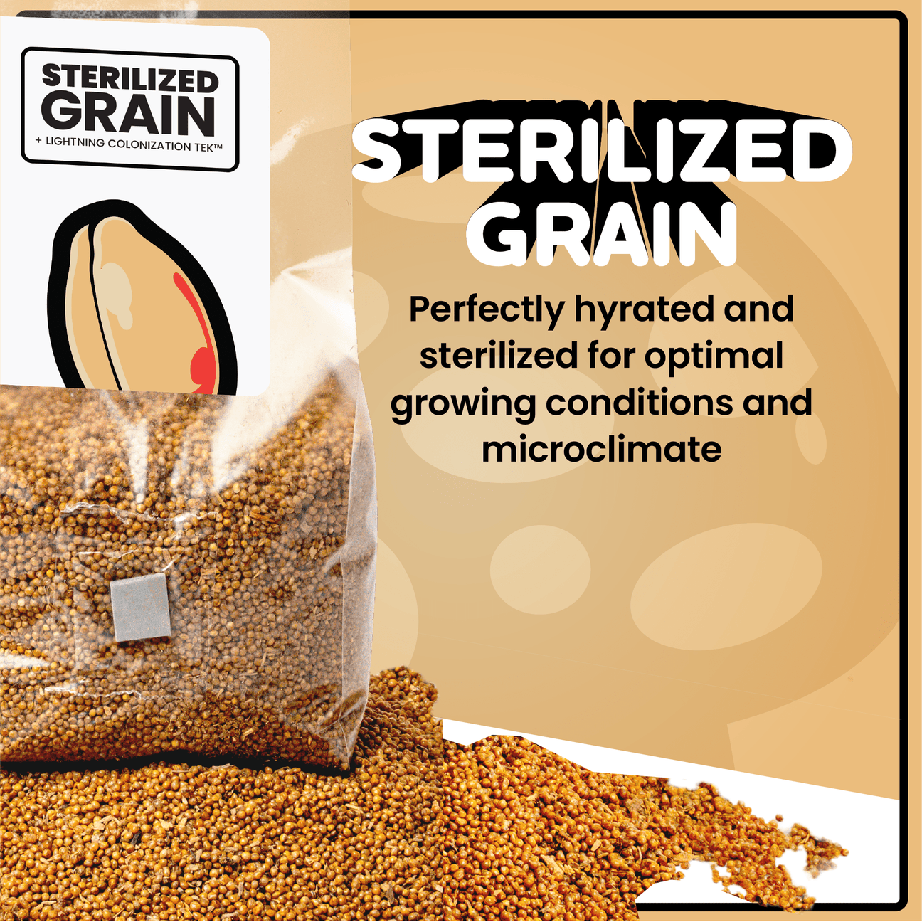 Sterilized Grain for Mushroom Spawn - 20 Units - Mushroom Supplies Co.