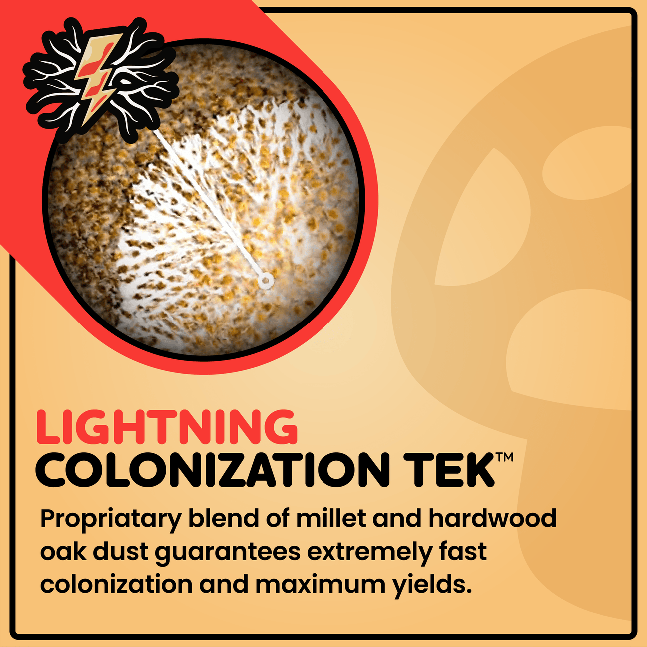 Sterilized Grain for Mushroom Spawn - 20 Units - Mushroom Supplies Co.